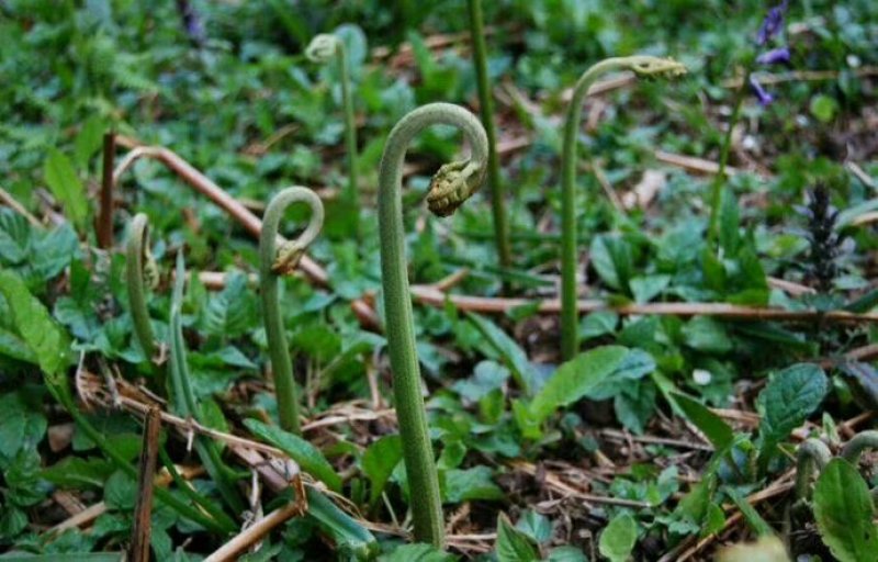 天蓝野生蕨菜。又叫龙爪。