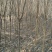 大量出售紫叶李，4-6公分