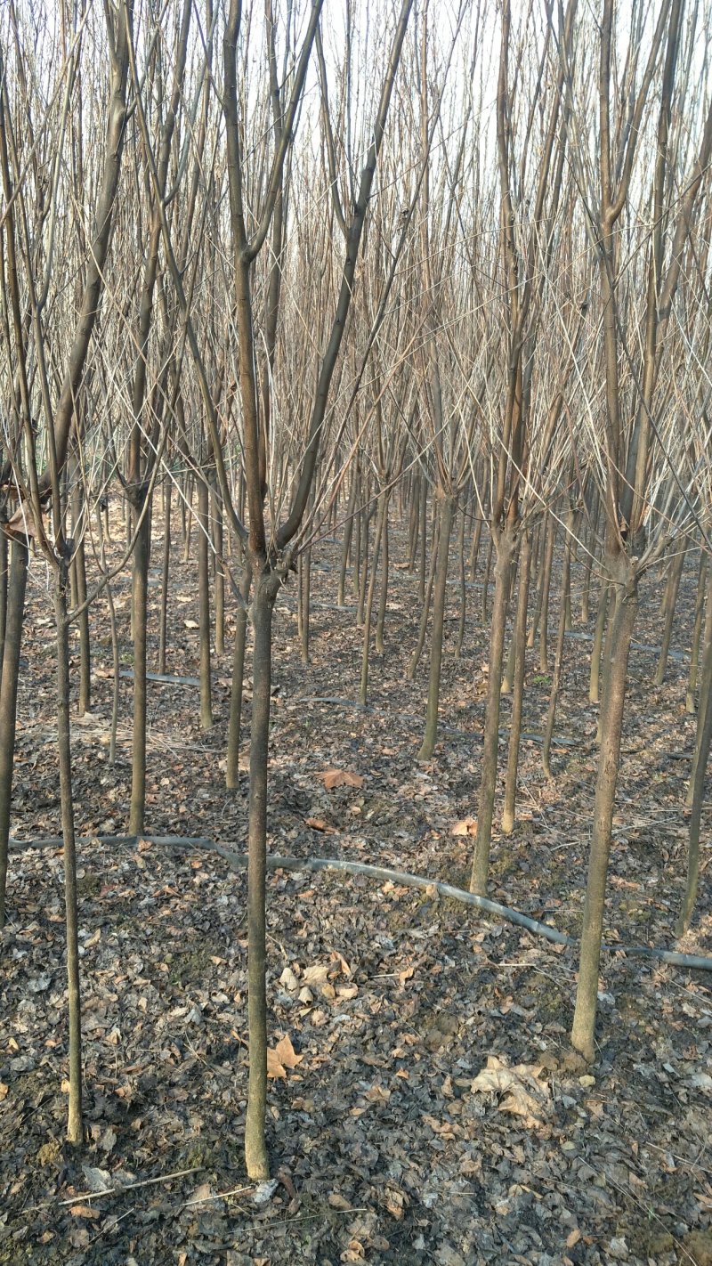 大量出售紫叶李，4-6公分