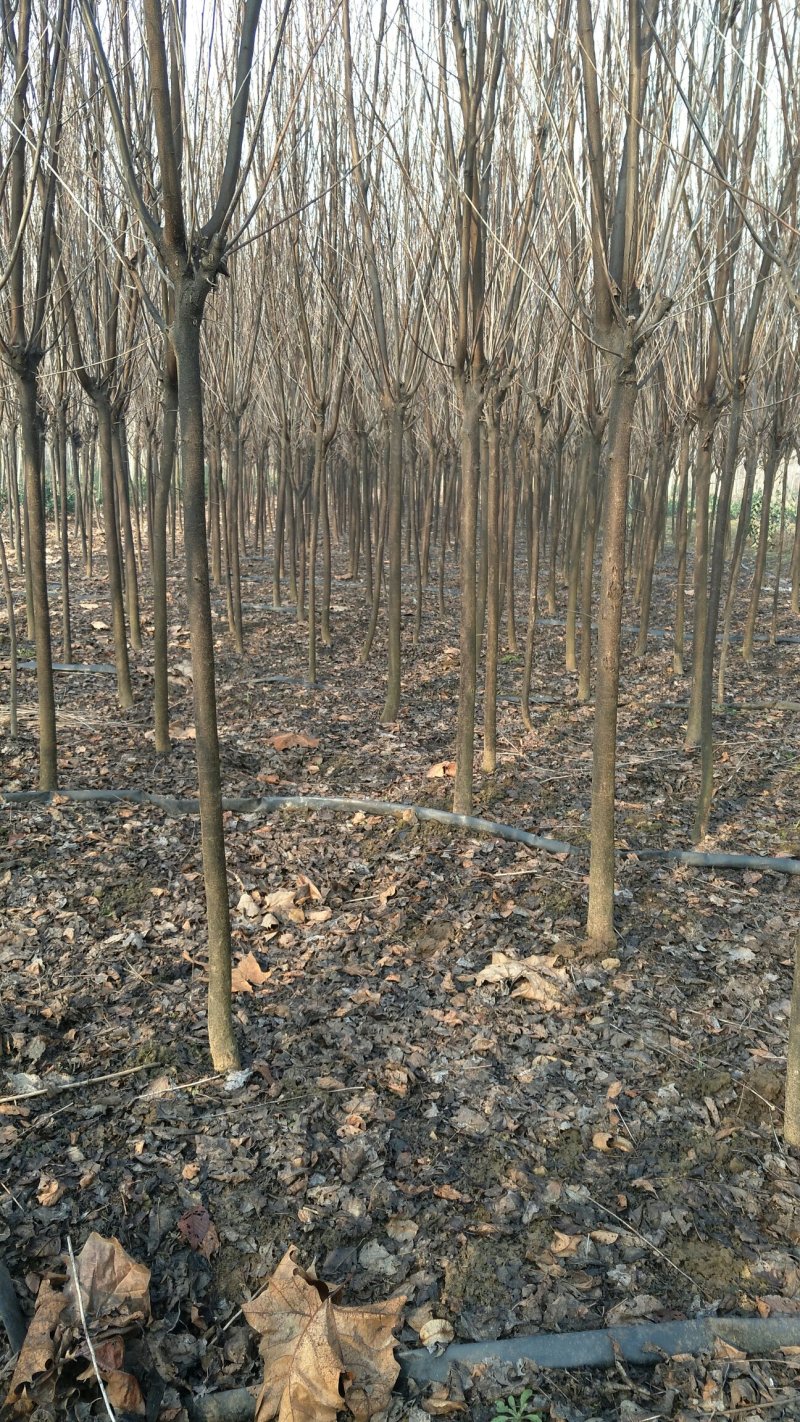 大量出售紫叶李，4-6公分