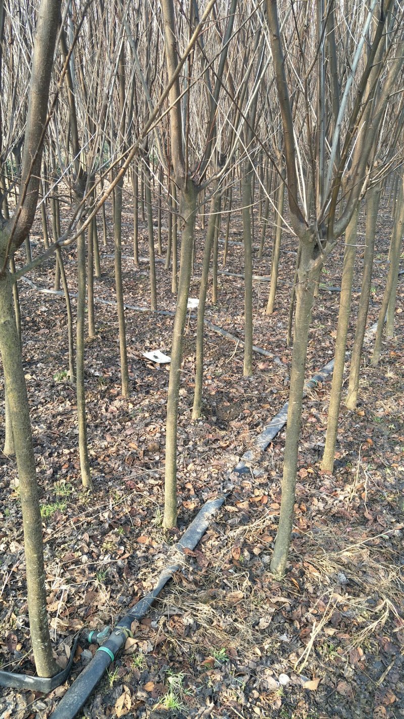 大量出售紫叶李，4-6公分
