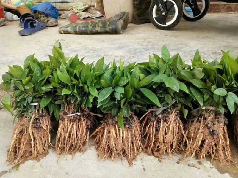 牛大力苗牛大力薯苗中叶小叶牛大力树种子苗
