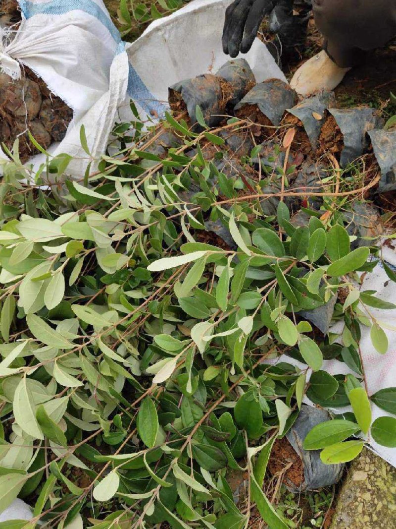 新品种桃金娘树苗山念子苗可泡酒的念果当年结果适合盆栽包售