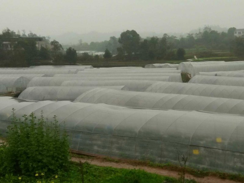 红颜醉侠草莓苗盆栽盆景批发多果多花挖土球苗