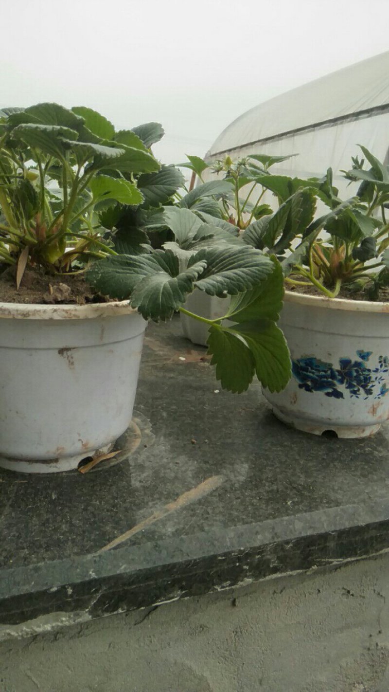 红颜醉侠草莓苗盆栽盆景批发多果多花挖土球苗