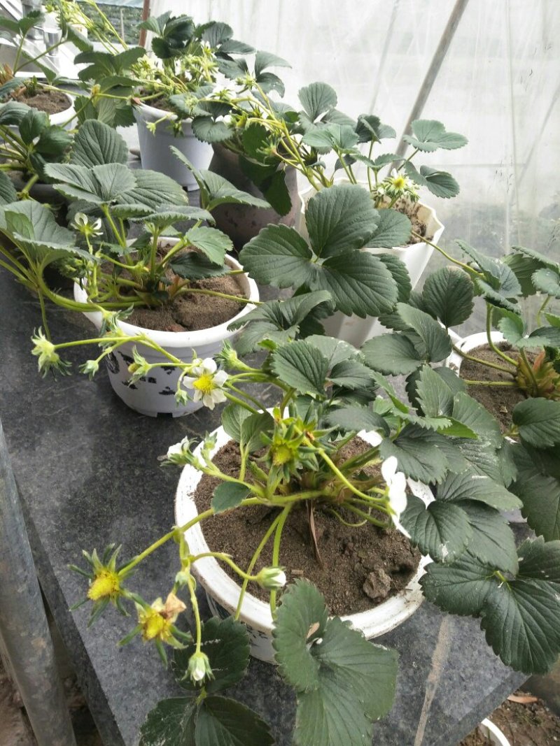 红颜醉侠草莓苗盆栽盆景批发多果多花挖土球苗