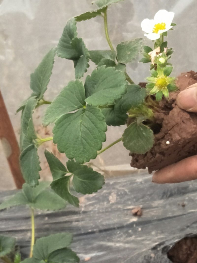 红颜醉侠草莓苗盆栽盆景批发多果多花挖土球苗