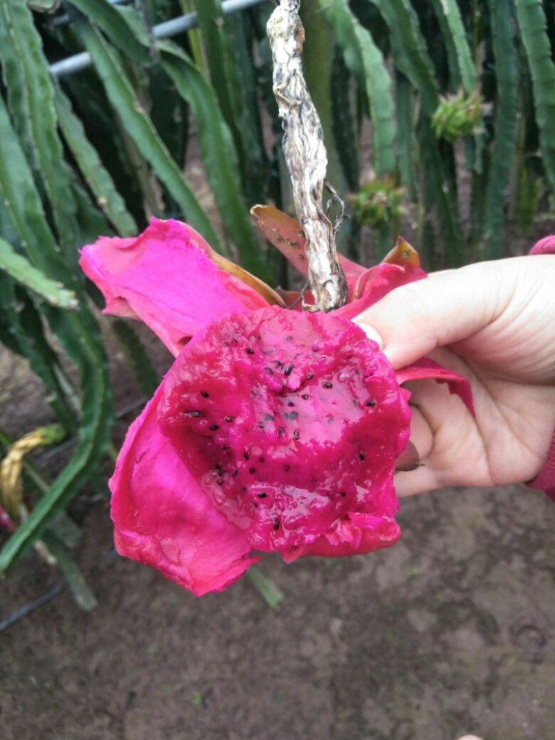 红心火龙果盆栽自花授粉带根带枝