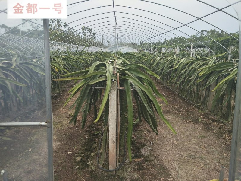 红心火龙果盆栽自花授粉带根带枝