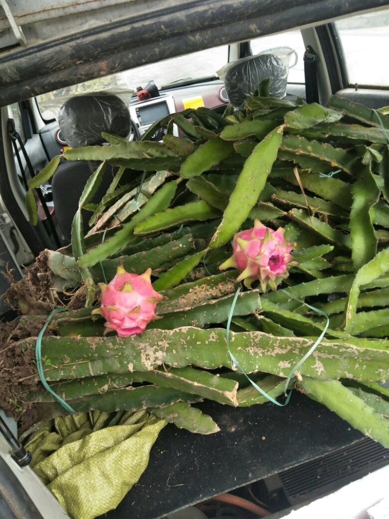 红心火龙果盆栽自花授粉带根带枝