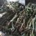红心火龙果盆栽自花授粉带根带枝