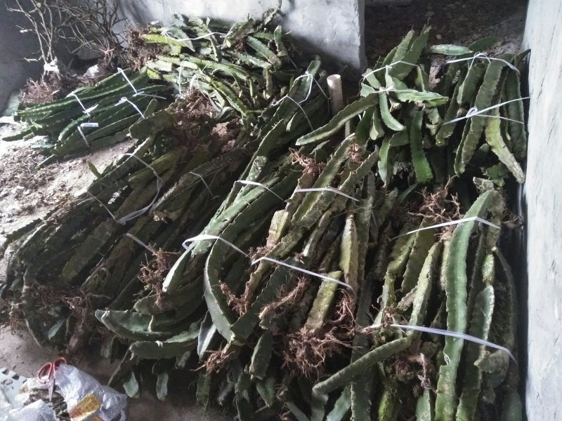 红心火龙果盆栽自花授粉带根带枝