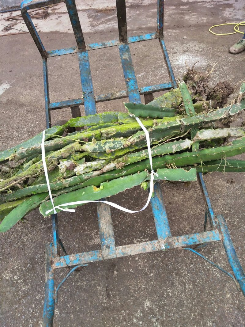 红心火龙果盆栽自花授粉带根带枝