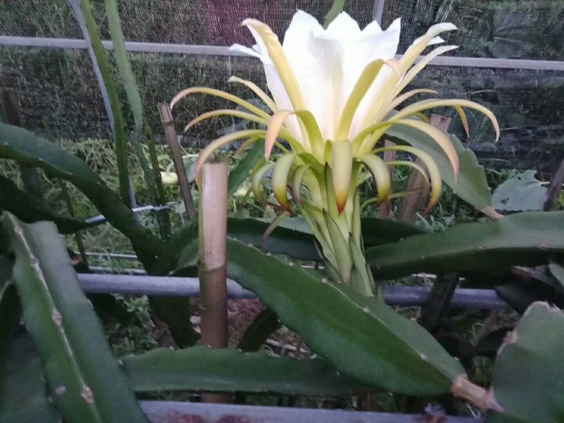 红心火龙果盆栽自花授粉带根带枝