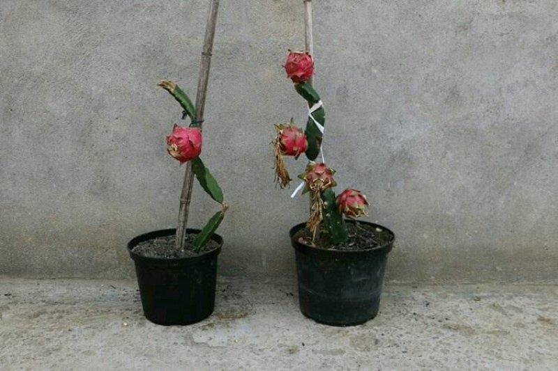 红心火龙果盆栽自花授粉带根带枝