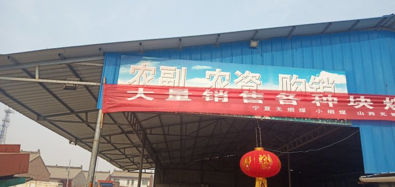 阳丰甜柿子苗，一年苗！两年苗！自己的苗甫，量大可以优惠！