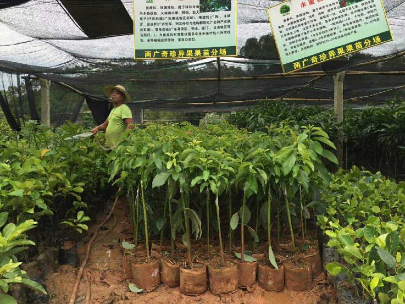 牛油果树苗美国哈斯牛油果苗鳄梨牛油果树苗适合盆载庭院种植