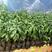 牛油果树苗美国哈斯牛油果苗鳄梨牛油果树苗适合盆载庭院种植