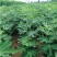 无花果包邮矮化无花果苗次年挂果