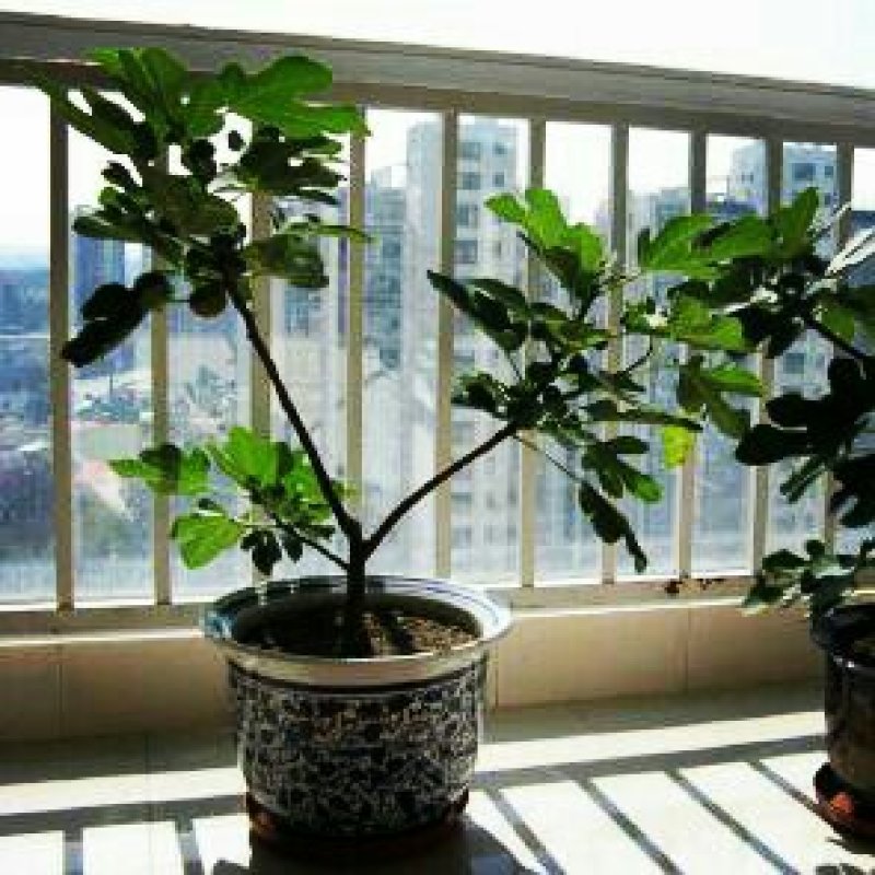 无花果包邮矮化无花果苗次年挂果