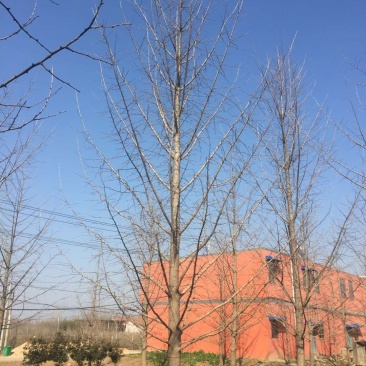 银杏树银杏树价格银杏树基地