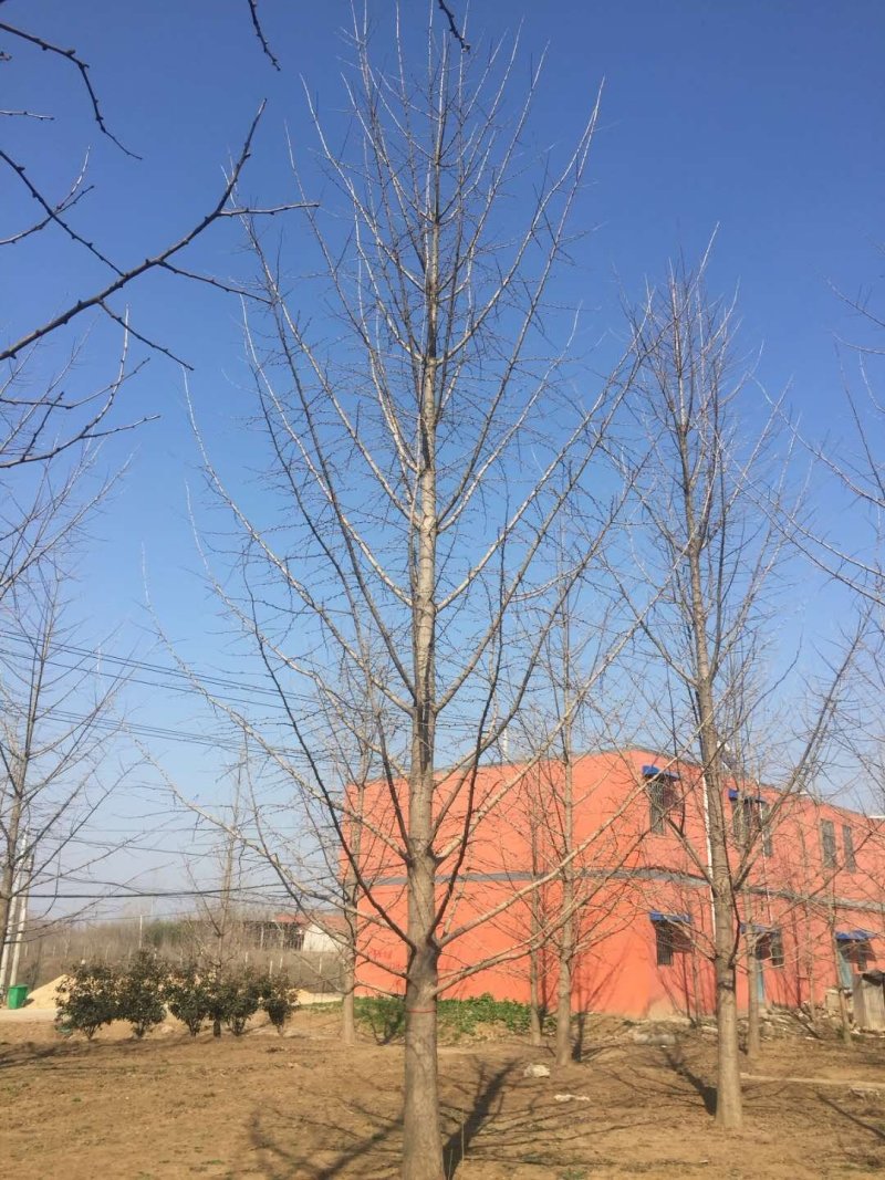 银杏树银杏树价格银杏树基地