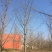 银杏树银杏树价格银杏树基地