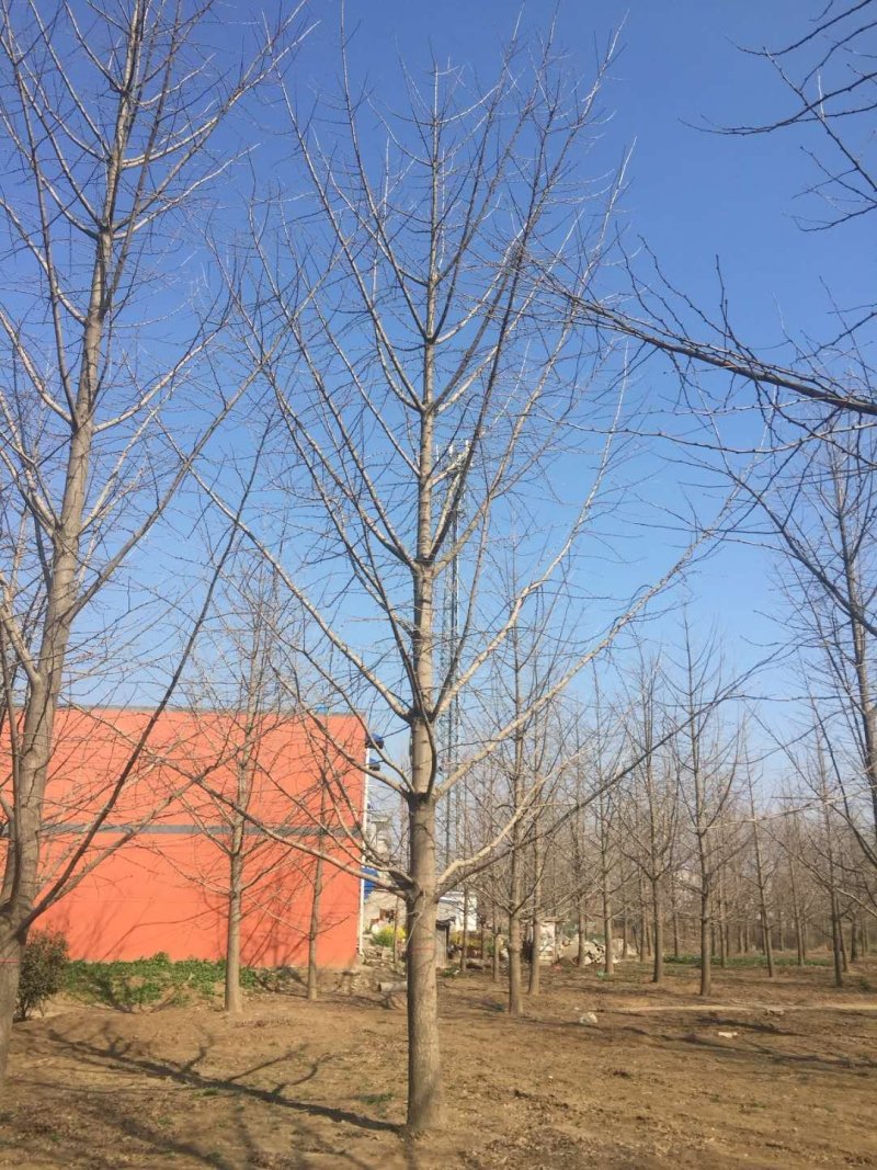 银杏树银杏树价格银杏树基地