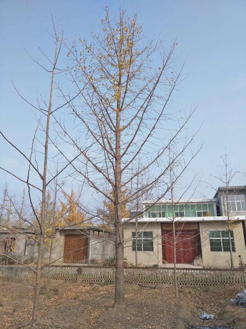 银杏树银杏树价格银杏树基地