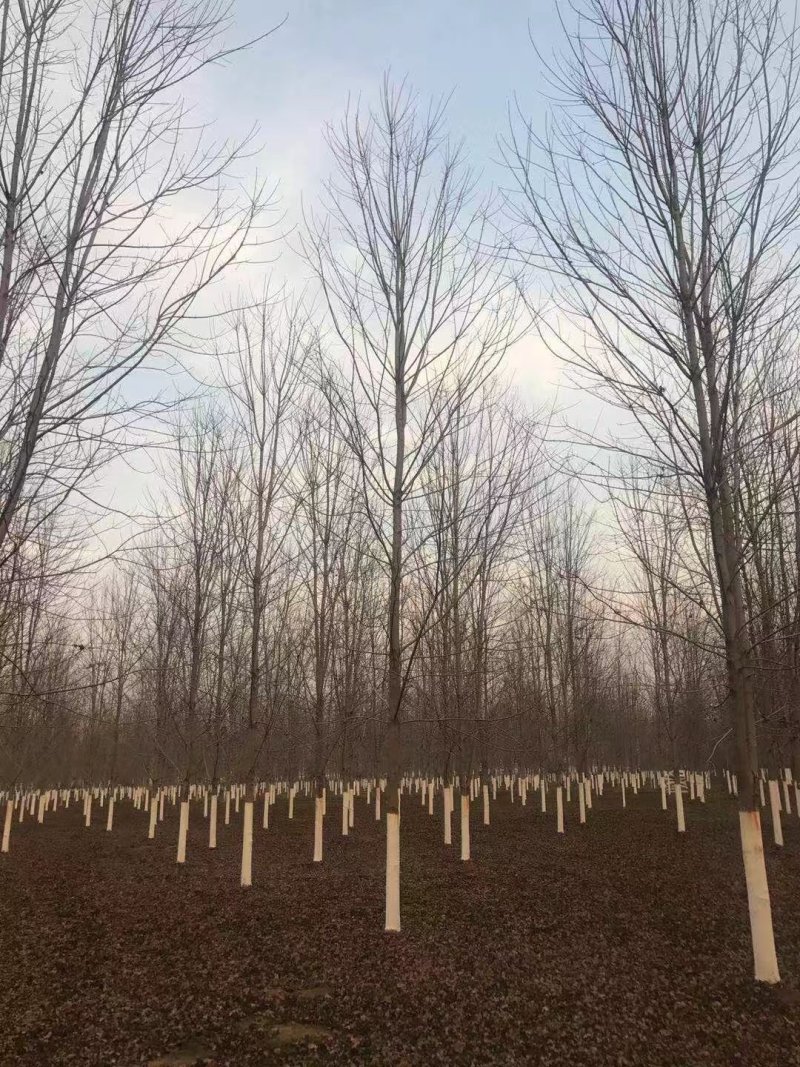 美国红枫1-18公分100亩基地苗木现场采购