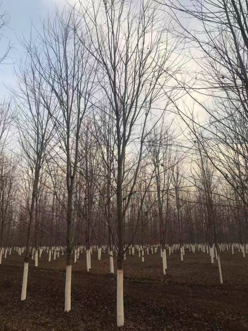 美国红枫1-18公分100亩基地苗木现场采购