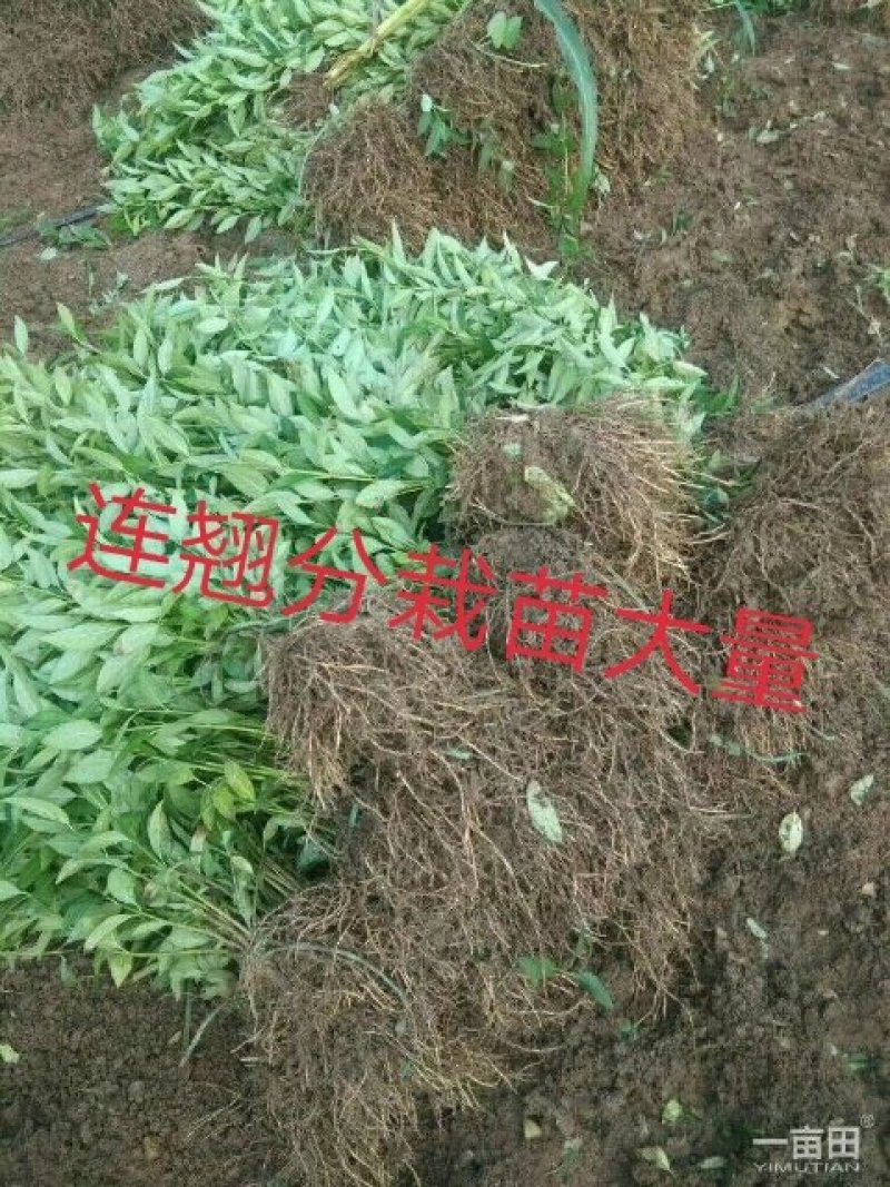 连翘苗