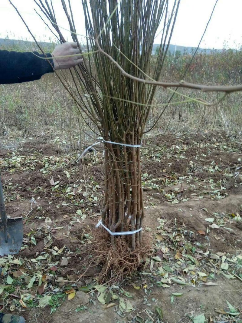 辽宁省朝阳县鼎新苗圃培育龙源秋李子树苗，南北方都可以种植
