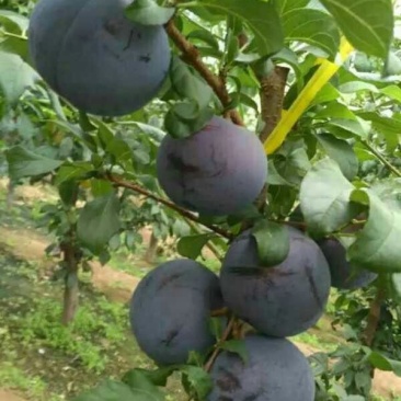辽宁省朝阳县鼎新苗圃培育龙源秋李子树苗，南北方都可以种植