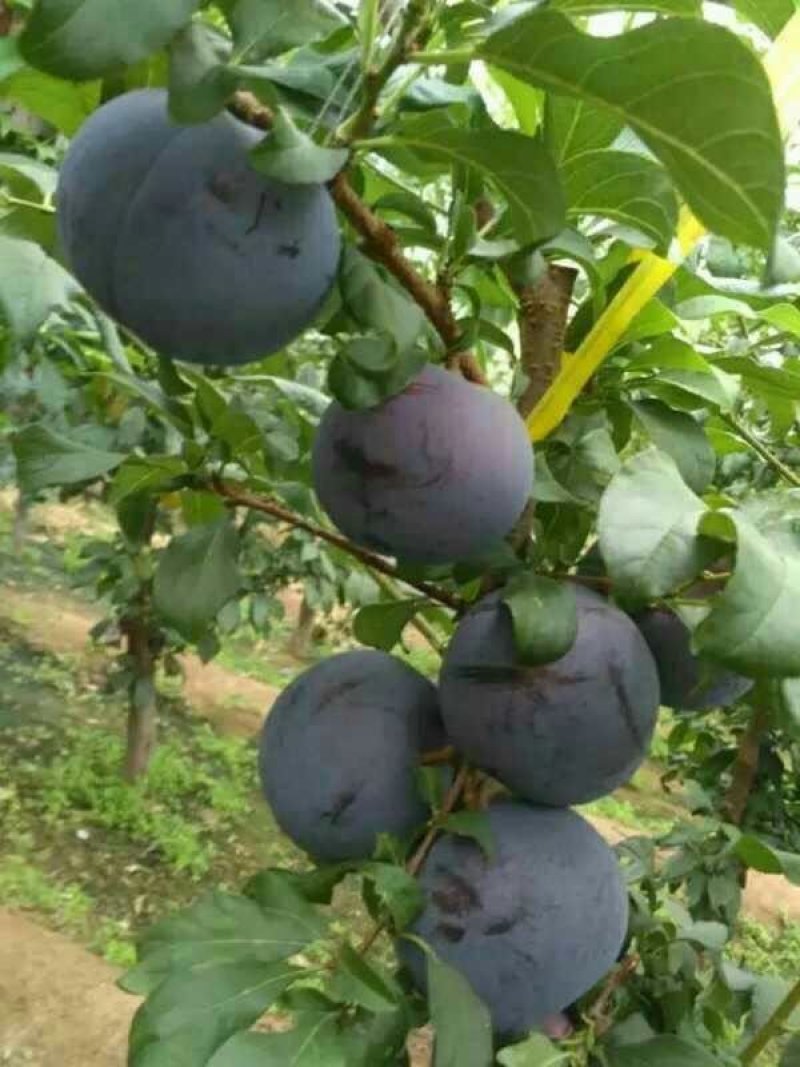 辽宁省朝阳县鼎新苗圃培育龙源秋李子树苗，南北方都可以种植