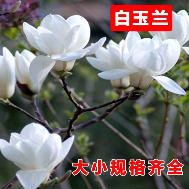 玉兰苗白玉兰苗山玉兰苗包邮