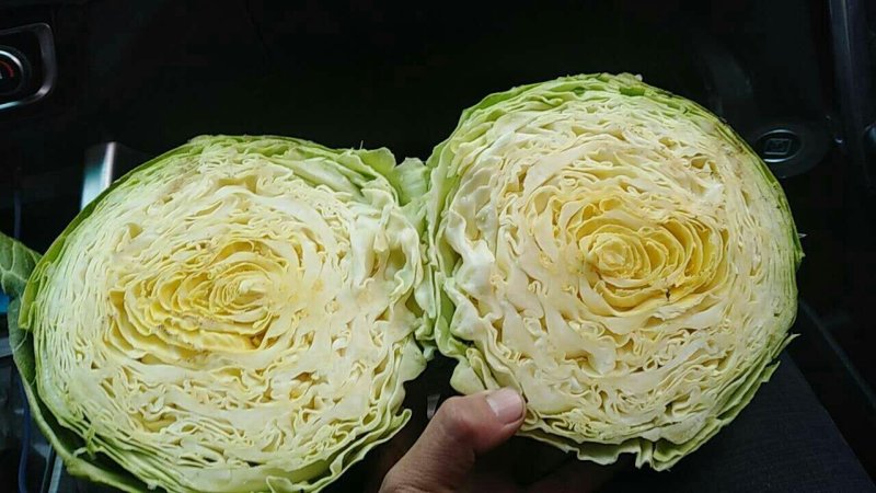 【荐】青岛莱西市，精品甘蓝，基地现摘现发，保质保量
