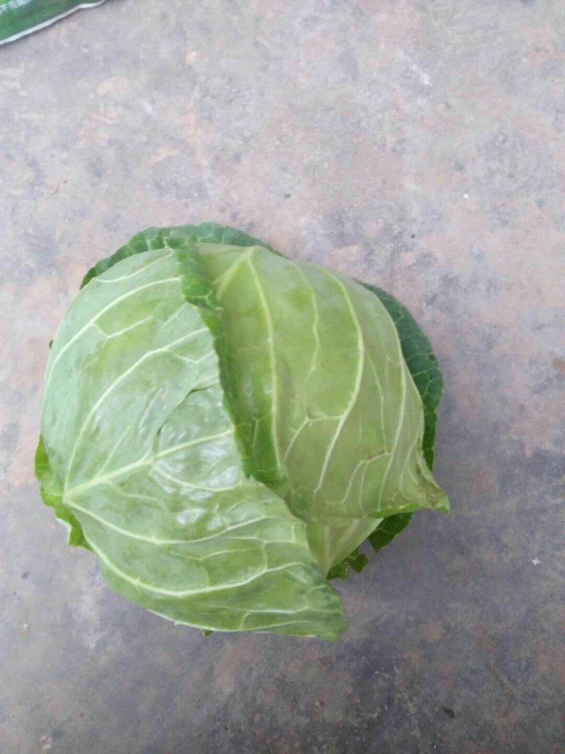 【荐】青岛莱西市，精品甘蓝，基地现摘现发，保质保量