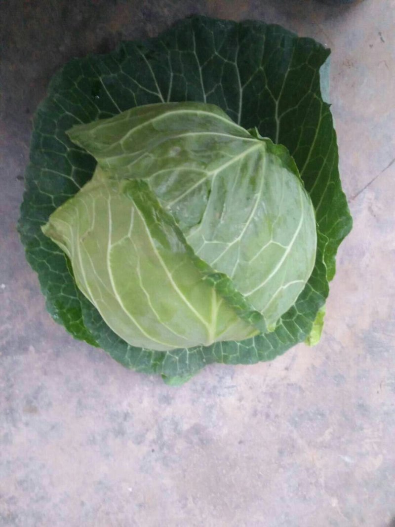 【荐】青岛莱西市，精品甘蓝，基地现摘现发，保质保量
