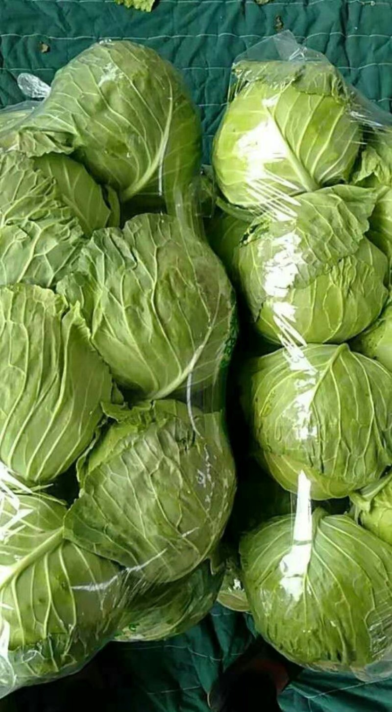 【荐】青岛莱西市，精品甘蓝，基地现摘现发，保质保量