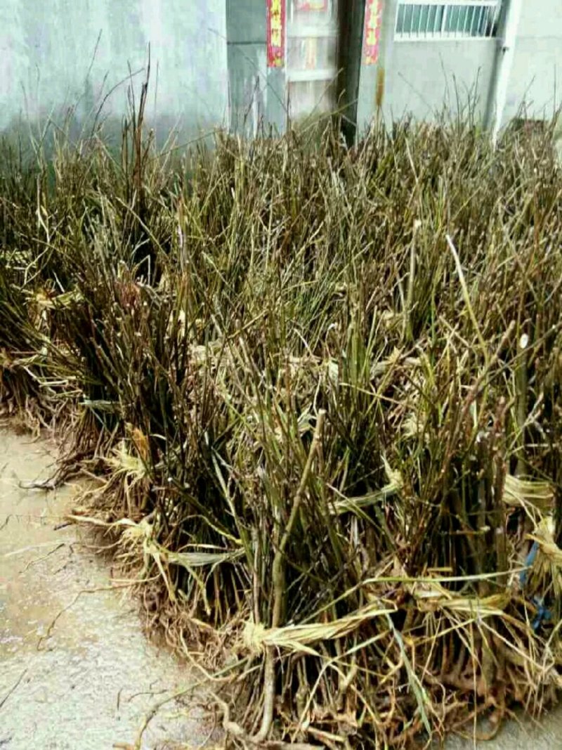 瑞昌纯中花吴茱萸苗大量供应，量大从优