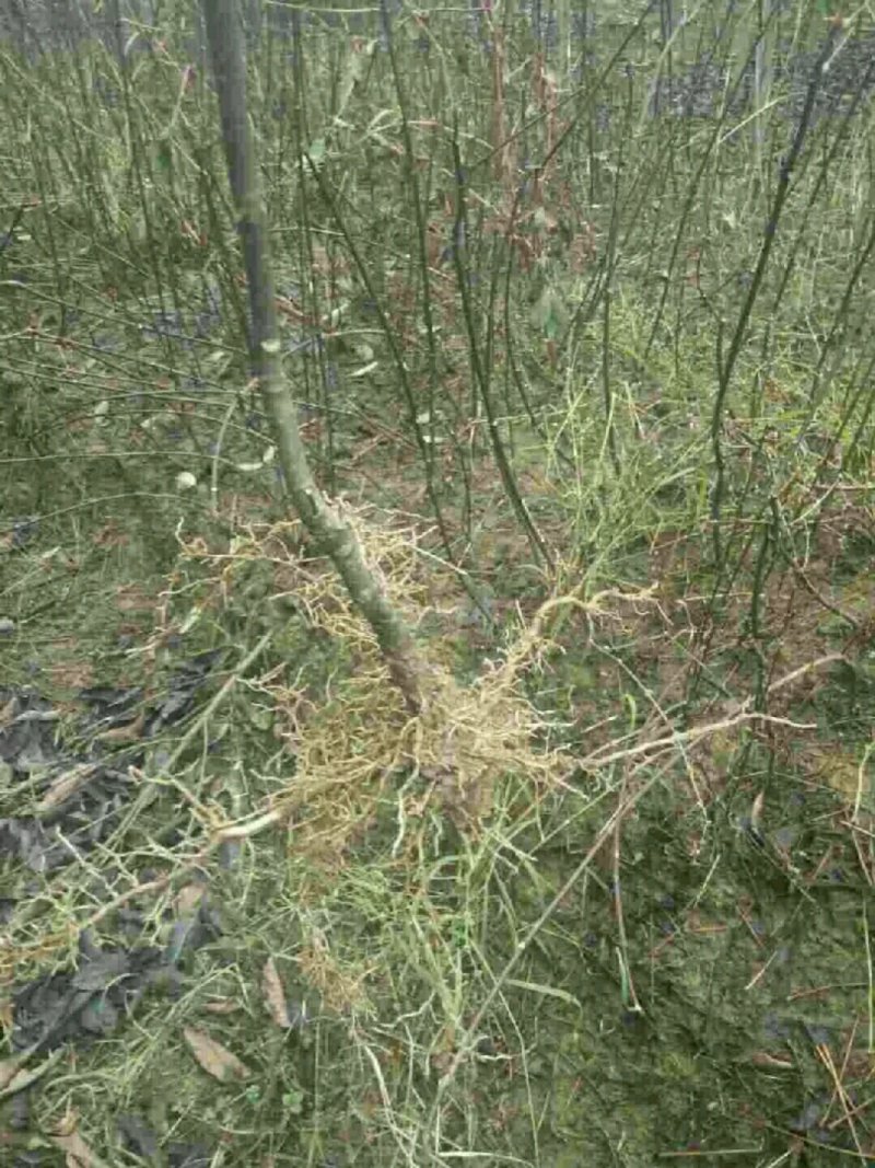 瑞昌纯中花吴茱萸苗大量供应，量大从优