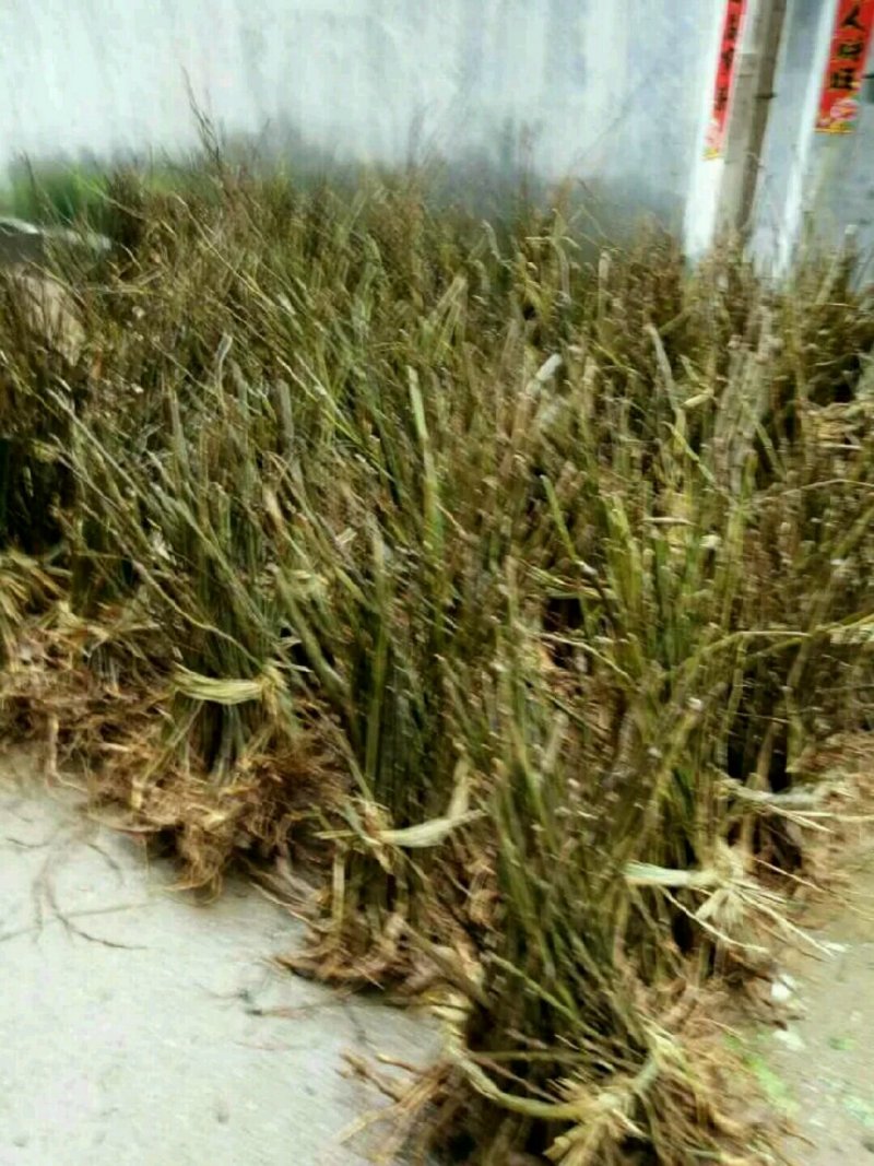 瑞昌纯中花吴茱萸苗大量供应，量大从优