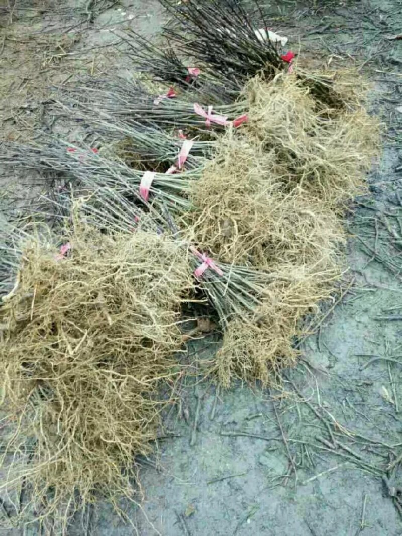 瑞昌纯中花吴茱萸苗大量供应，量大从优