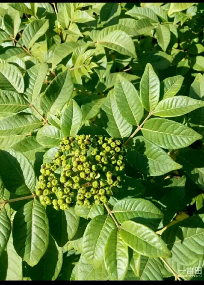 瑞昌纯中花吴茱萸苗大量供应，量大从优