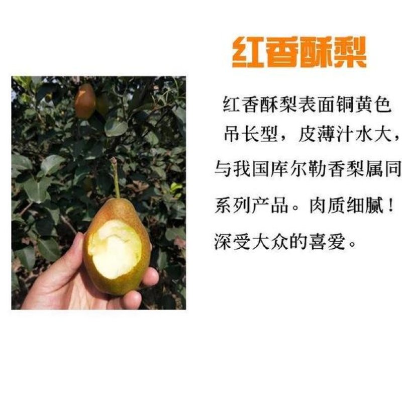 红香酥梨赵州特产新鲜采摘果园直发支持一件代发