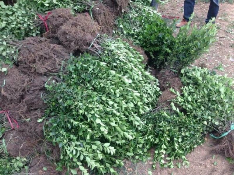 沭阳大型卫矛种植基地大量销售中苗圃大量出售