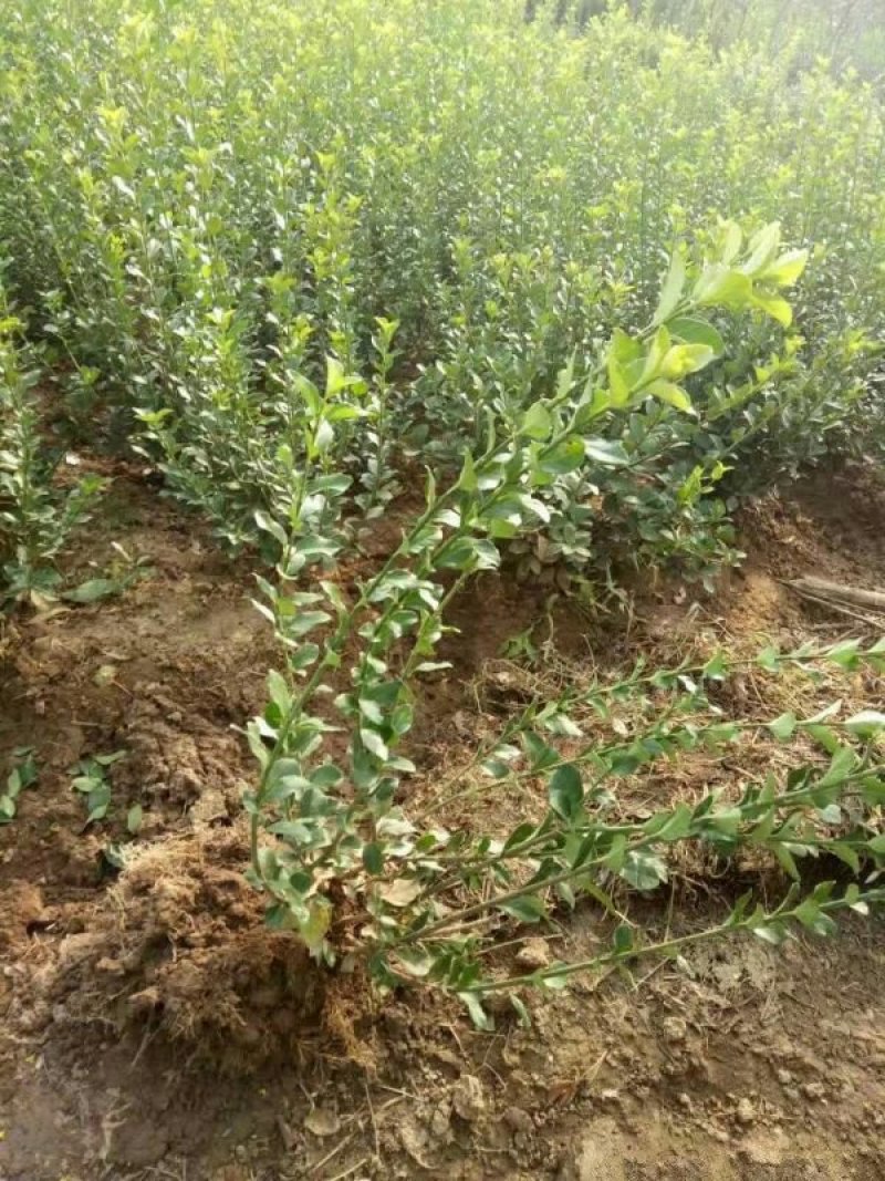 沭阳大型卫矛种植基地大量销售中苗圃大量出售