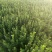 沭阳大型卫矛种植基地大量销售中苗圃大量出售
