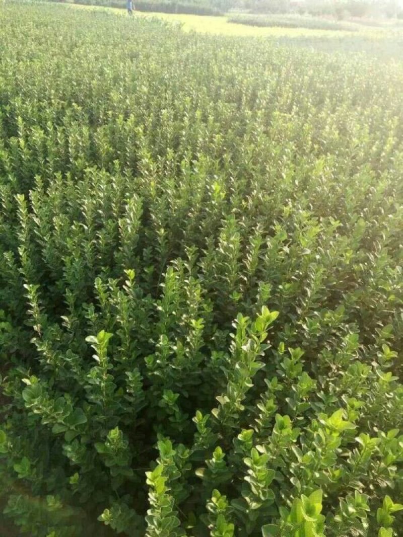 沭阳大型卫矛种植基地大量销售中苗圃大量出售